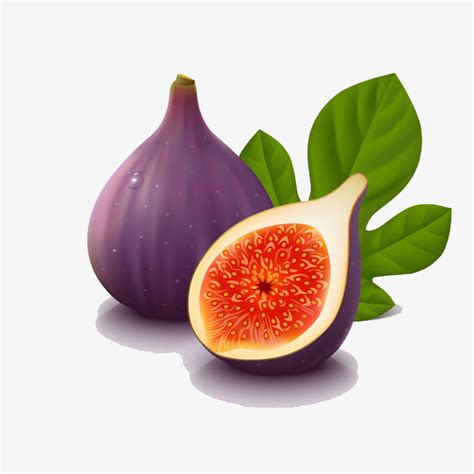 Fig Clipart Images .